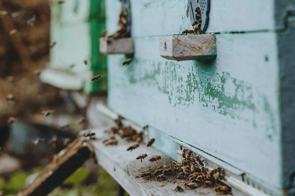 Bee hive